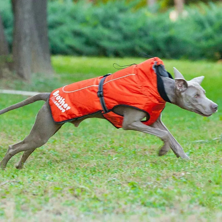 Fashionable And Simple Waterproof And Reflective Nylon Pet Jacket - Bellarte Enchanté Fashionable And Simple Waterproof And Reflective Nylon Pet Jacket